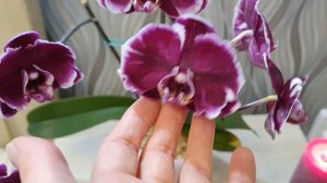 Любуемся ДОМАШНИМ Цветением Орхидеи "КАМЕННАЯ РОЗА"?