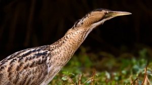 Звуки Природы. Пение птиц - Большая Выпь - Звуки птиц.