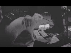 Михаил Елизаров. Заяц несудьбы