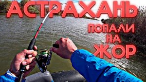 На эту приманку можно ловить мешками! Ловля жереха в Астрахани.
