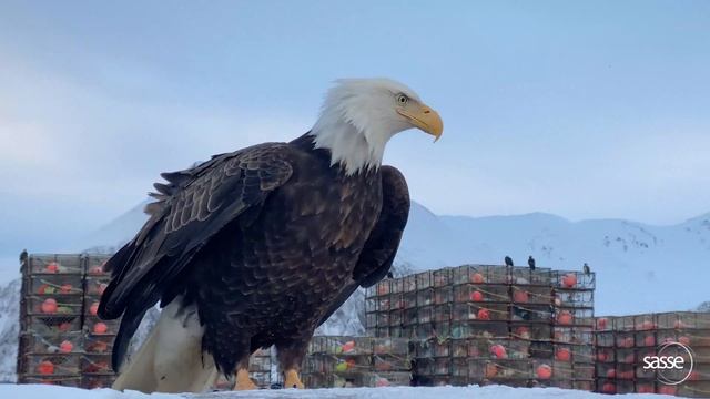 Eagle on Top of Car смотреть онлайн