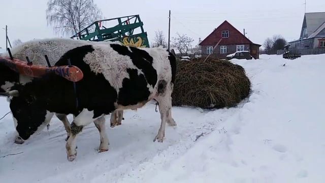 Быки помощники по хозяйству смотреть онлайн