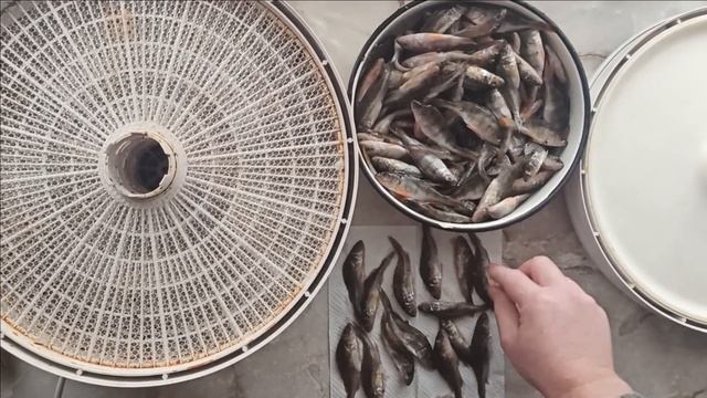 Вяленая рыба в сушилке Таранка в домашних условиях