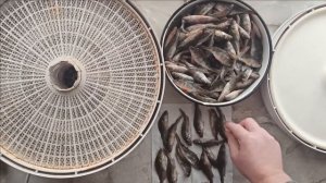 Вяленая рыба в сушилке Таранка в домашних условиях