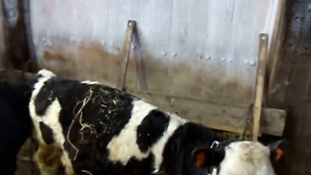 Телята. Откорм с 1 месяца. Кормление дробленкой с БВМК смотреть онлайн