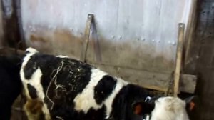 Телята. Откорм с 1 месяца. Кормление дробленкой с БВМК