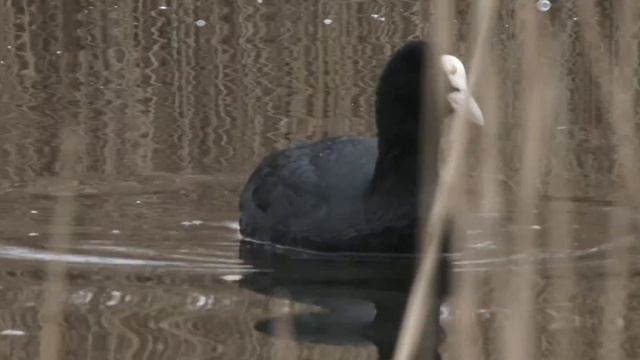 Test QT 4096 X 2160  Pro Ress Hq  Tarket 80 Inte 276