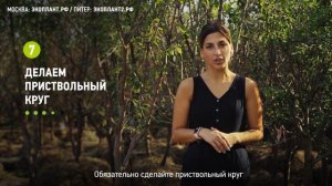 Как посадить вишню? Как правильно посадить вишню на садовом участке?