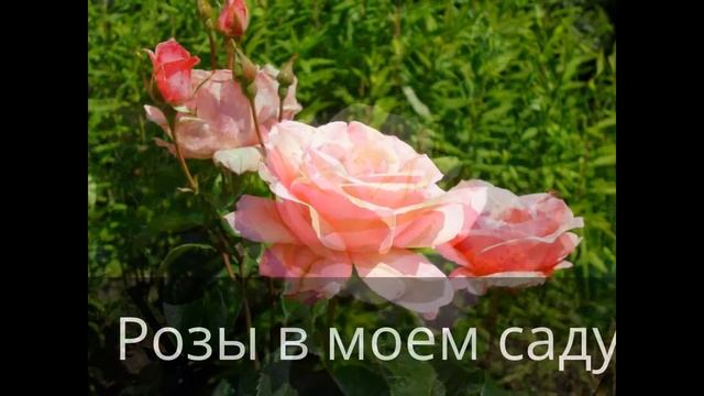 Розы в моем саду непрерывного цветения смотреть онлайн