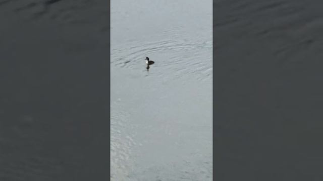 Бакланы на Амуре смотреть онлайн