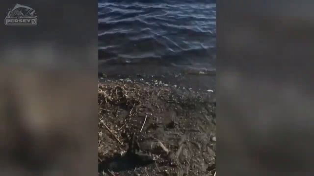 #017 ПРИКОЛЫ НА РЫБАЛКЕ - Ржака до слез, угар прикол смотреть онлайн