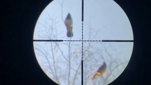 Охота на Ворону - Кроухантинг с пневматикой в Апреле. Crow Hunting 2022