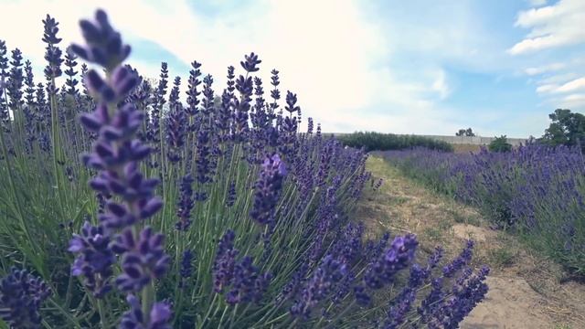 САМЫЕ КРАСИВЫЕ МЕСТА в ПОЛЬШЕ, сюда хочется вернуться, Lisie pole смотреть онлайн