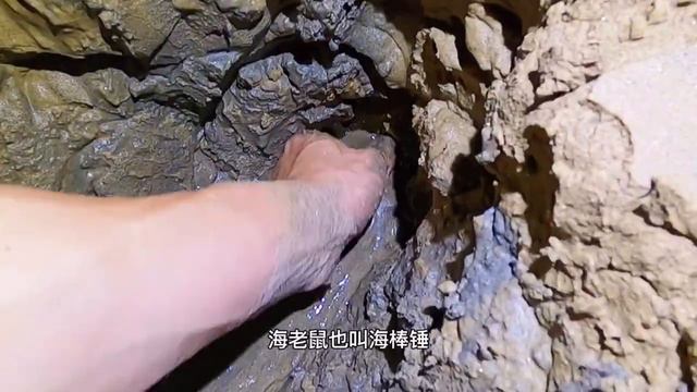 小崔赶海，发现逃跑钻沙超快的海老鼠，掏了四五十公分才抓到三只 #赶海 #海老鼠 #螃蟹 смотреть онлайн