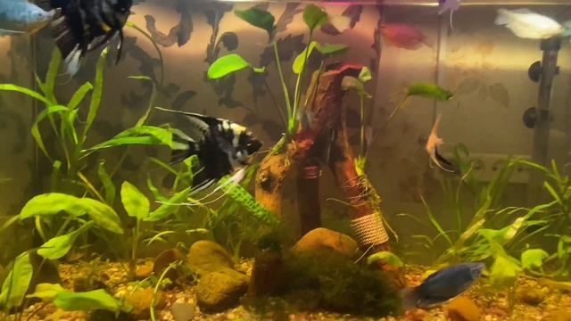 Вот почему в аквариуме плохо росли растения! смотреть онлайн