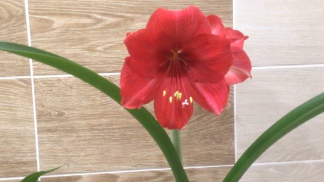 Гиппеаструм, как заставить цвести. Цветение Аглонемы . смотреть онлайн