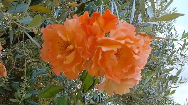 Не только розы... Сад Роз во Флоренции смотреть онлайн