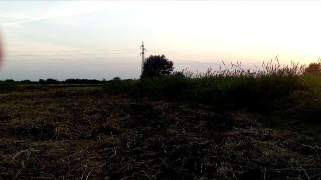 Звуки кузнечиков на Донских лугах смотреть онлайн