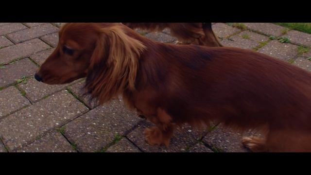 Chico & Truls test footage 2 (Apple LOG Prores) смотреть онлайн