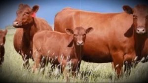 Красногорбатовская порода сельскохозяйственных коров