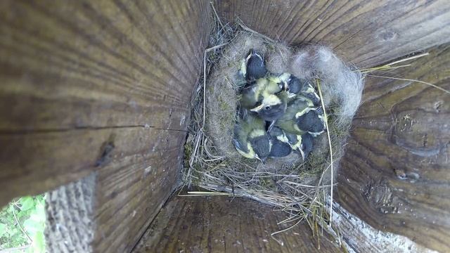 Синица большая №150603 3 скворечник в школьном саду 2015 06 05 9