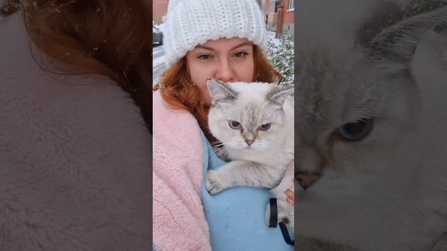 британская кошка