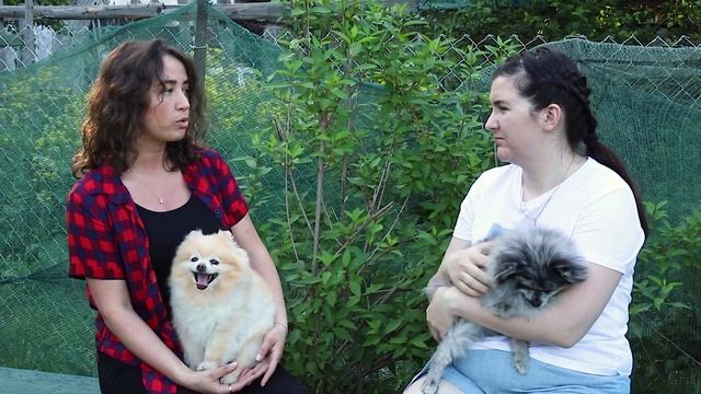 Шпицы смотреть онлайн