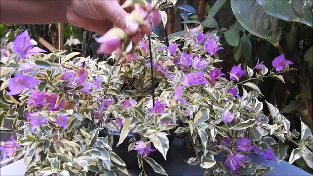 👉 PRIMAVERA PENDENTE VARIEGATA - APRENDA FAZER MUDAS E PLANTAR. 🌼🌺🌷🌱 смотреть онлайн