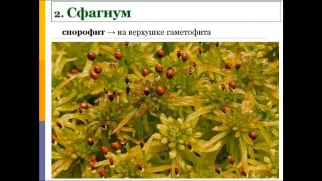 Тема Мхи. Отдел Мохообразные. Биология 6 класс (на руск.) смотреть онлайн
