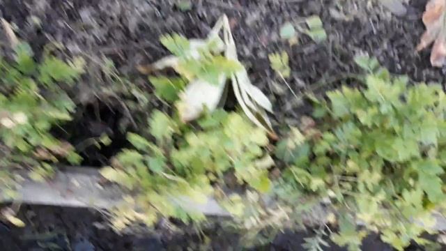 Пионы. Подготовка к зимовке. смотреть онлайн