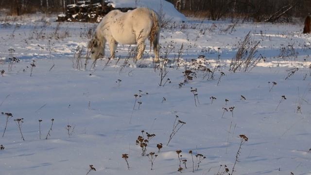 Сибирский белый конь