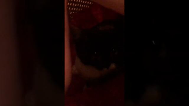 Трёхцветный котёнок Алиса-нашла дом!! Первое пристройство кота! смотреть онлайн