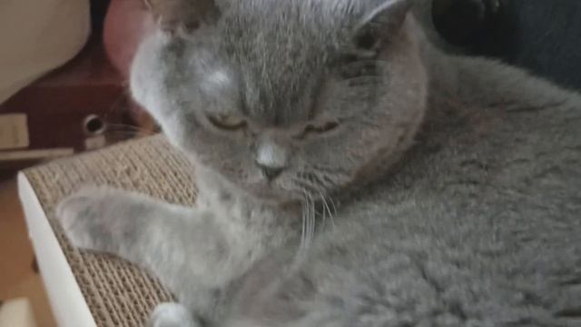 фурсьют создание кошки №1 ! смотреть онлайн