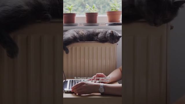 Видят ли кошки сны? #shorts #кошки смотреть онлайн