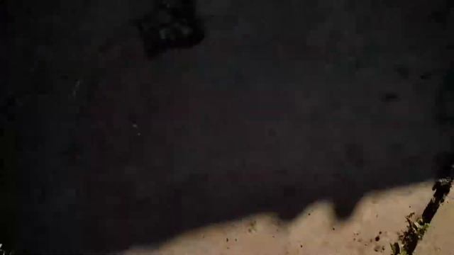 Далматинцы