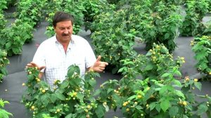 Ремонтантная малина. ЛУЧШИЕ СОРТА