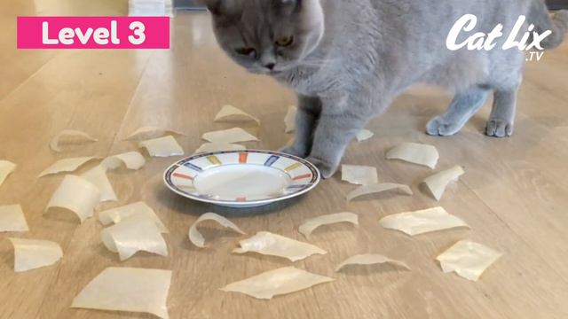 Cat vs Sticky Tape | CatLix смотреть онлайн