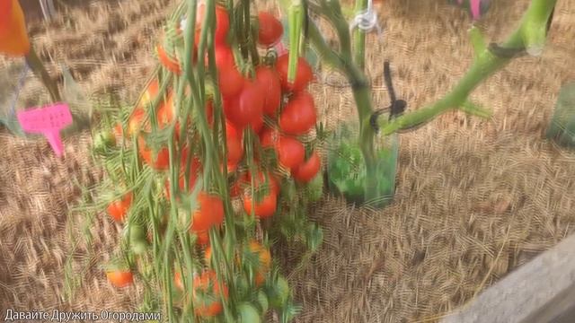 ТОМАТЫ, ПРОВЕРЕННЫЕ УРОЖАЕМ ! Полюбившиеся помидоры на новый сезон смотреть онлайн