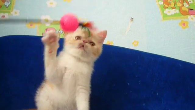 Питомник экзотических короткошерстных кошек смотреть онлайн