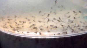 Кормление мальков скалярий артемией