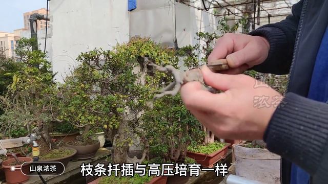 Is the cutting survival rate low? Details are overlooked切削生存率は低いですか？ 詳細が見落とされている扦插培育成活率低？細節被忽視了 смотреть онлайн