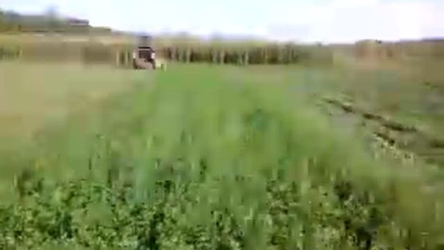 COSILCA ITALIANA IN VINZARE nr. de tel este mai jos смотреть онлайн