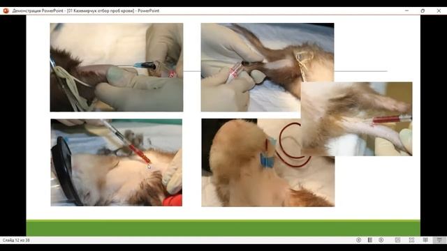 Отбор проб крови у экзотических животных. смотреть онлайн