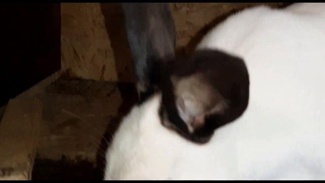 Самоизоляция в разгаре.Новые клетки для кроликов завершены. Сенник в клетке. смотреть онлайн