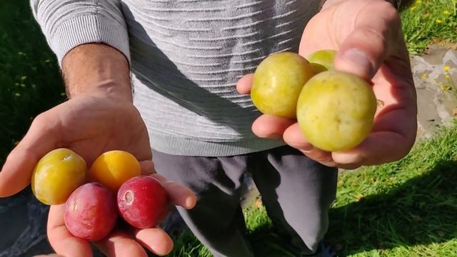Сорт сливы Ранняя жёлтая и дегустация ранних сортов сливы.Московская обл. 28.08 2020г смотреть онлайн