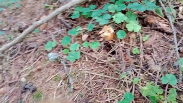 Ситуация с грибами в Подмосковье на середину сентября смотреть онлайн