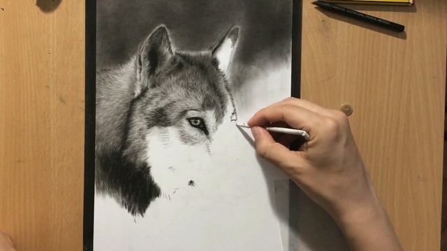Charcoal Drawing of a Wolf смотреть онлайн