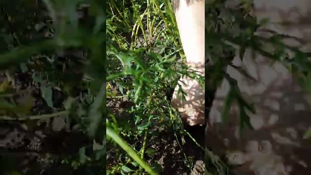 выкуривание крота смотреть онлайн