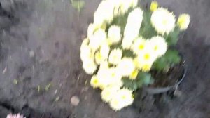 Хризантема мультифлора- выращивание в горшках для продажи .Итоги и выводы)))