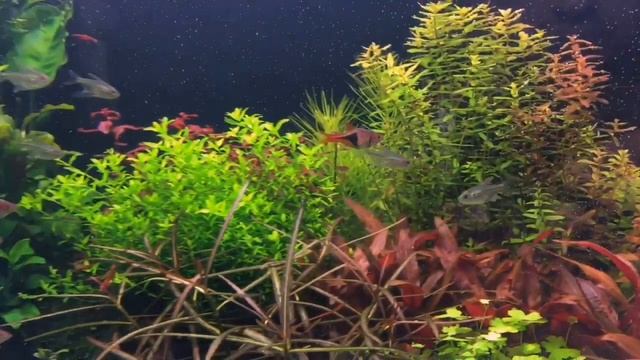 Пылающая Расбора Арлекин (Клинопятнистая) и Орнатус белоплавничный смотреть онлайн